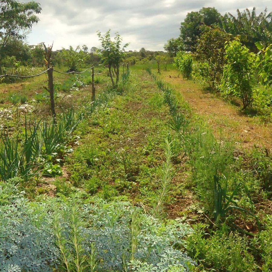 agrarökologischen Anbau von Gemüse und Obst